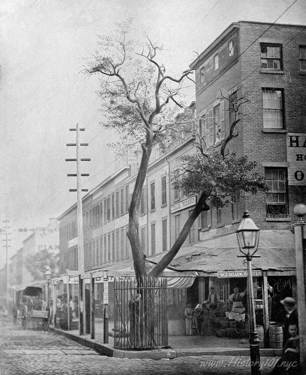 Discover the story of the Stuyvesant pear tree, a symbol of NYC's transformation from Dutch colony to modern city, standing from 1647 to 1867