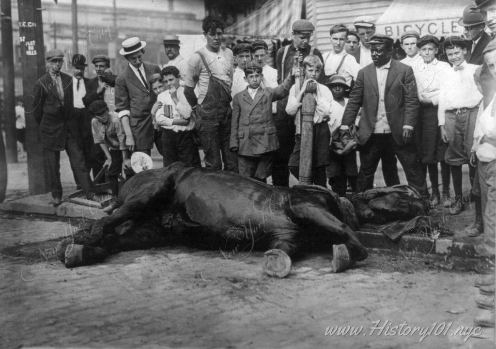 A citywide heatwave proves to be challenging for all of its inhabitants, especially horses which were still largely responsible for work and transportation.