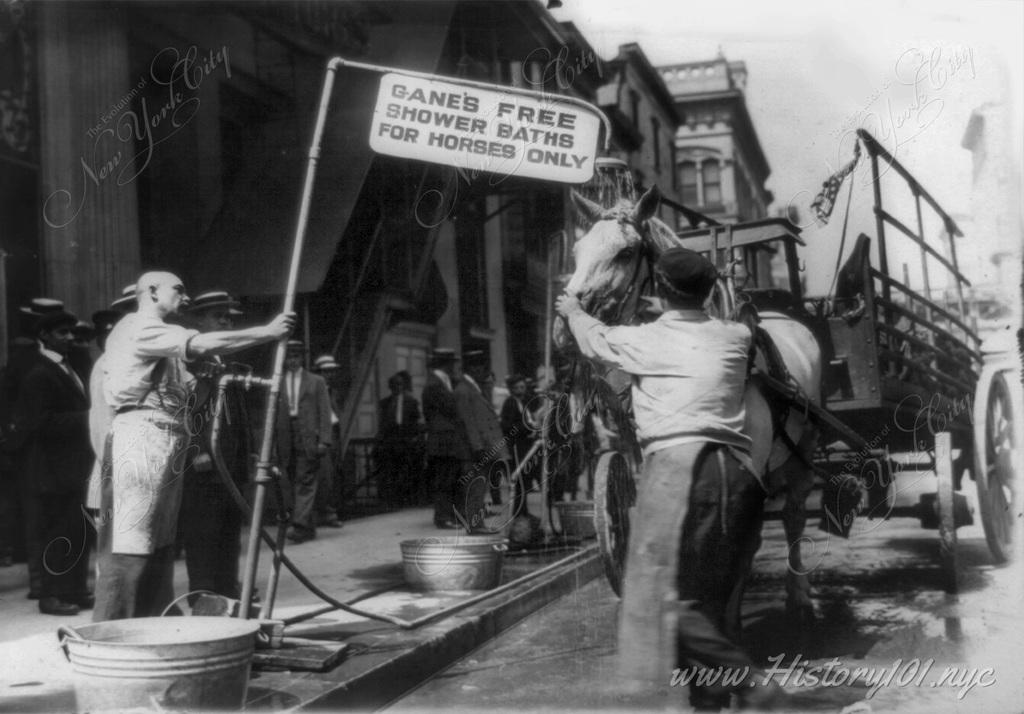 Photograph of a charity which provided free shower baths for horses exhausted from heatwaves which are typical of summer in the city.