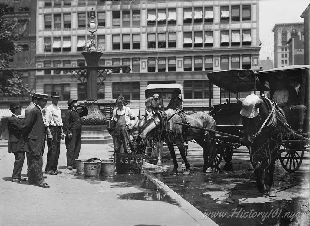 Group of men gathered at Union Square helping local horses to stay hydrated during a particularly hot summer.