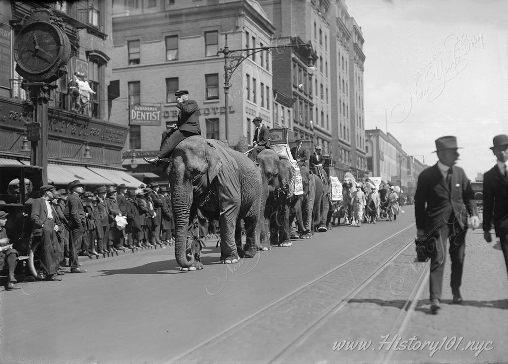 Photograph shows lines of circus elephants followed by clowns in a parade looking north on 8th Avenue at West 48th Street.
